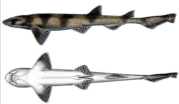 Scyliorhinus canicula_09.jpg